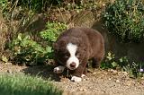 BORDER COLLIE 1231